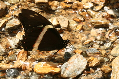 Papilio coroebus syndemis