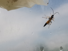 Ichneumon confusor