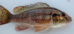 Pharyngochromis acuticeps