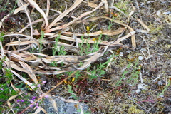 Hypericum linariifolium