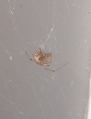 Parasteatoda tepidariorum