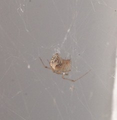 Parasteatoda tepidariorum