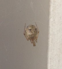 Parasteatoda tepidariorum