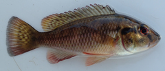 Pharyngochromis acuticeps