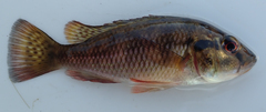 Pharyngochromis acuticeps