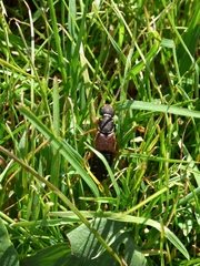 Staphylinus dimidiaticornis