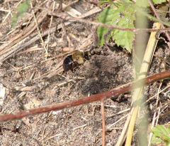Ptilothrix bombiformis
