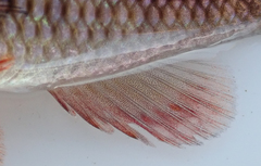 Pharyngochromis acuticeps