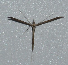 Hellinsia longifrons