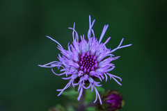 Liatris scariosa