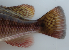 Pharyngochromis acuticeps