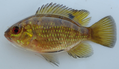 Banded Tilapia photo 4