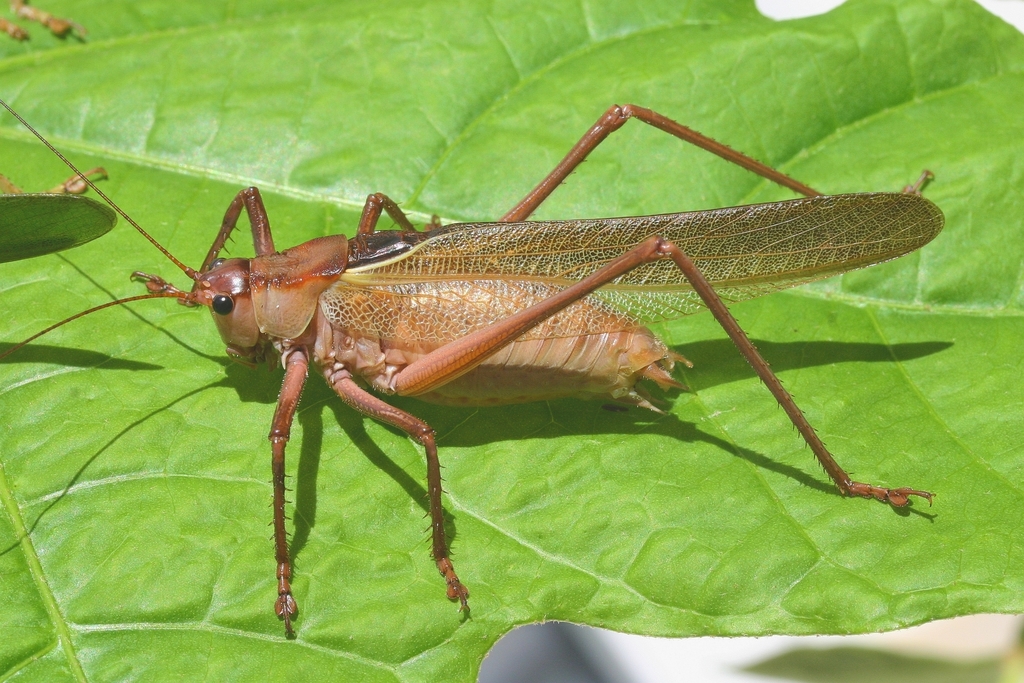 Calliphona gomerensis