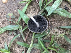 Coprinellus arenicola