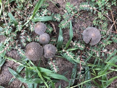 Coprinellus arenicola