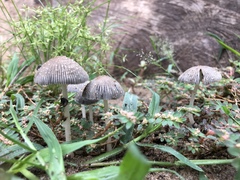 Coprinellus arenicola
