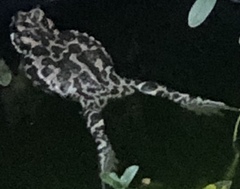 Bufotes viridis viridis