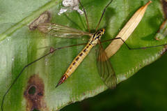 Nephrotoma flavescens