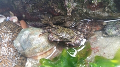Pachygrapsus transversus