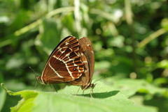 Oxeoschistus simplex