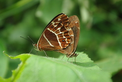 Oxeoschistus simplex