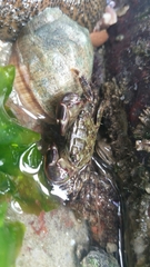 Pachygrapsus transversus