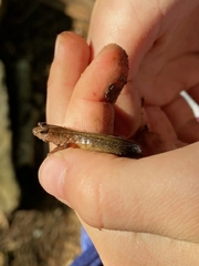 Desmognathus fuscus image