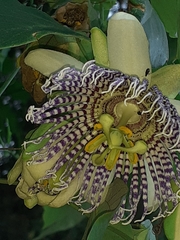Passiflora actinia