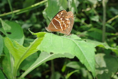 Oxeoschistus simplex