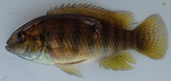 Tilapia ruweti