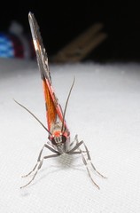 Stamnodes fervefactaria