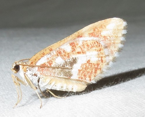 Stamnodes formosata