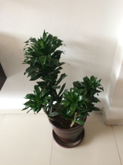Dracaena fragrans compacta