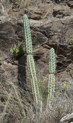 Cereus aethiops