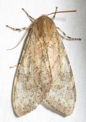 Pseudohemihyalea labecula