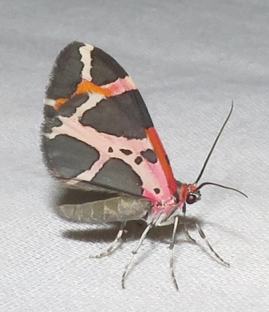 Stamnodes fervefactaria