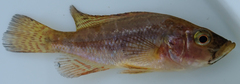 Serranochromis