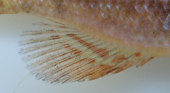 Serranochromis