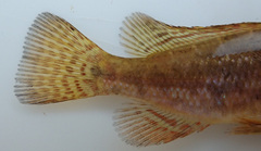 Serranochromis