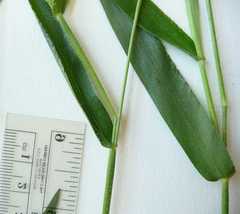 Dichanthelium leibergii