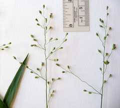 Dichanthelium leibergii