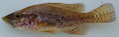 Serranochromis