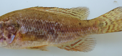 Serranochromis