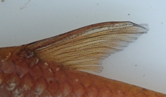 Enteromius paludinosus