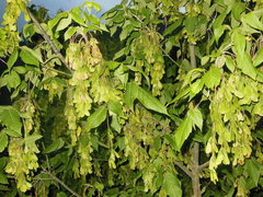 Acer negundo mexicanum