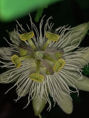 Passiflora eichleriana