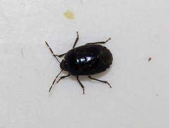 Canthophorus melanopterus