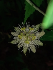 Passiflora eichleriana