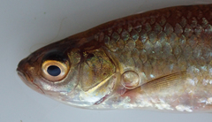 Enteromius paludinosus