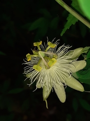 Passiflora eichleriana